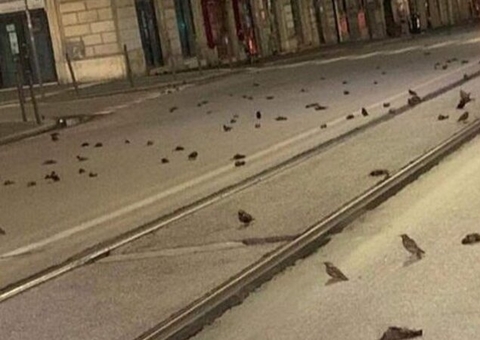 Centenas de pássaros morrem após fogos de artifício em Roma