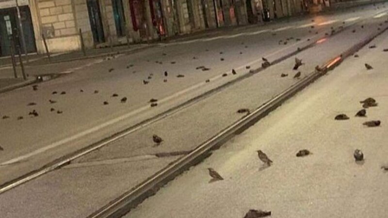 Centenas de pássaros morrem após fogos de artifício em Roma