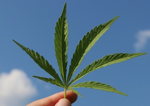 Argentina libera plantio de maconha para consumo próprio e fins medicinais
