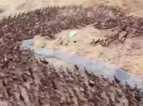 Vídeo: Dez mil patos são soltos para comerem pragas em plantação de arroz