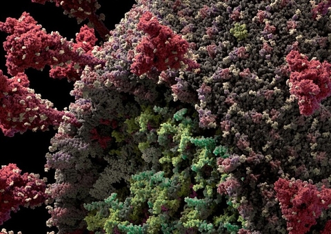 EUA confirmam 1º infectado pela variante do coronavírus do Brasil