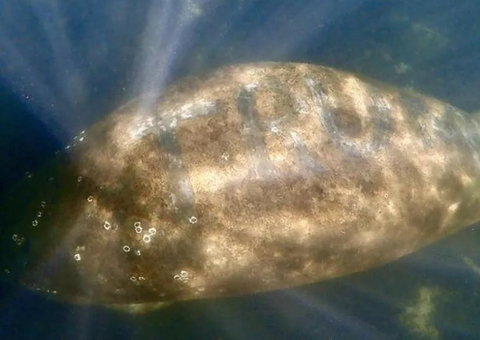 Peixe-boi tem a palavra 'Trump' escrita em seu corpo na Flórida