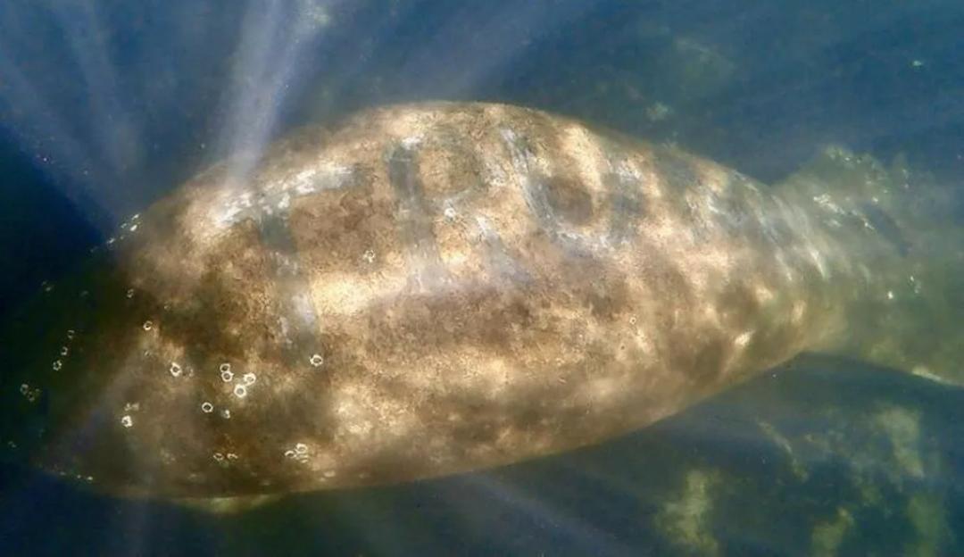 Peixe-boi tem a palavra 'Trump' escrita em seu corpo na Flórida