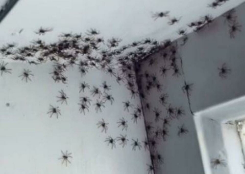 Vídeo: Mulher descobre ninhada com mais de 60 aranhas atrás de cortina