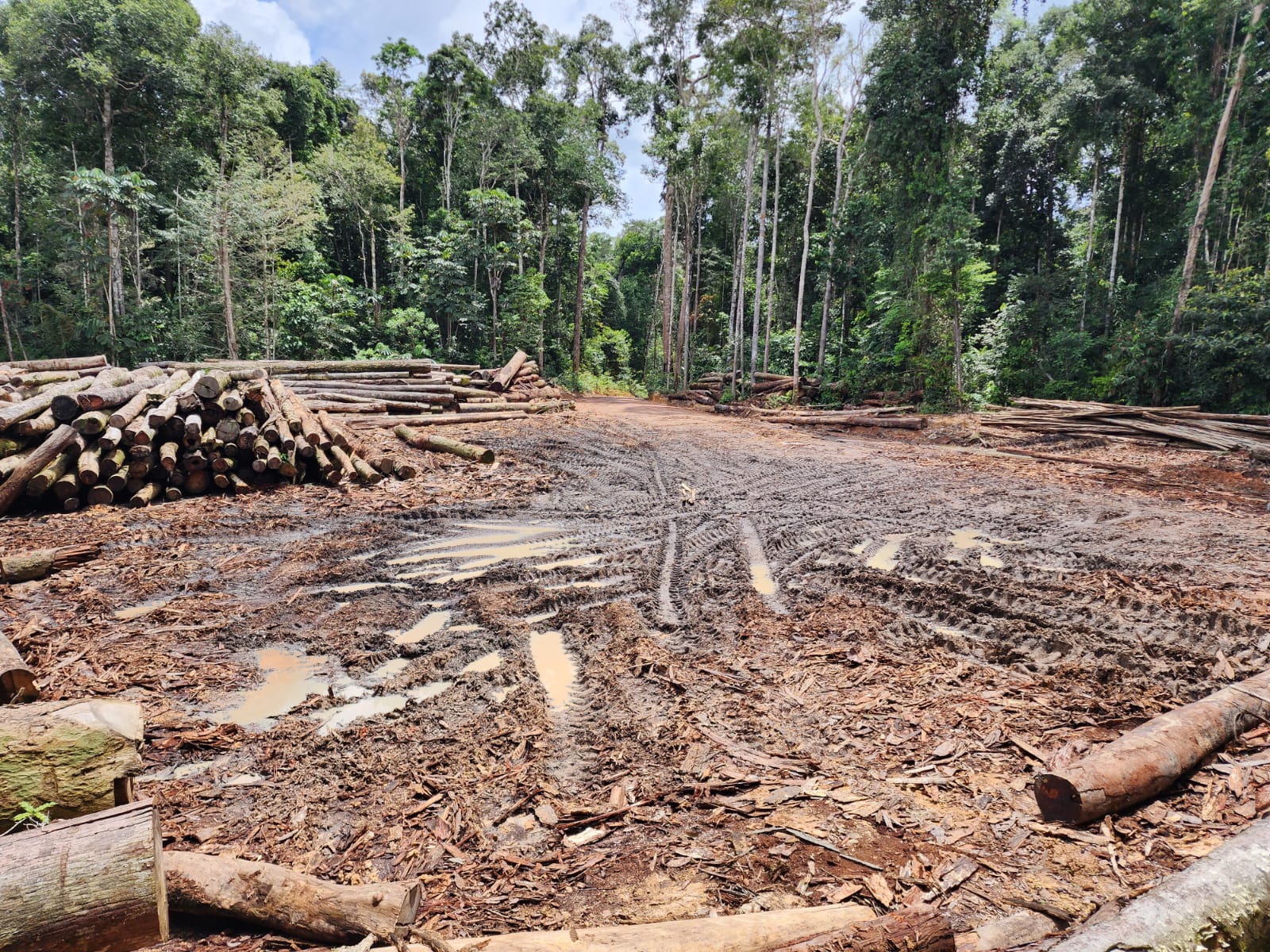 Defeso Florestal no Amazonas termina na próxima semana