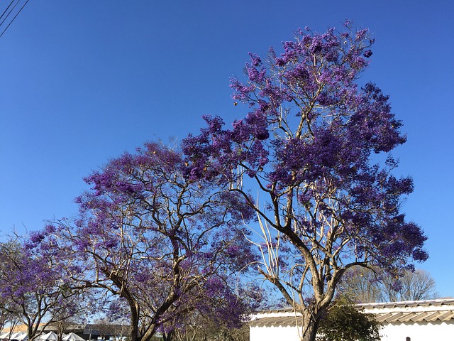 Ipê roxo auxilia no tratamento de aftas e feridas