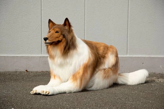 Japonês gasta R$ 75 mil para se 'transformar' em cachorro da raça collie