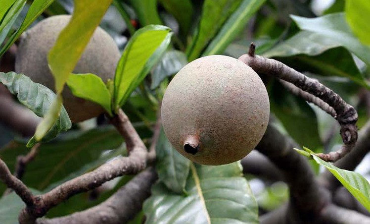 Além de poderoso contra anemia jenipapo trata bronquite