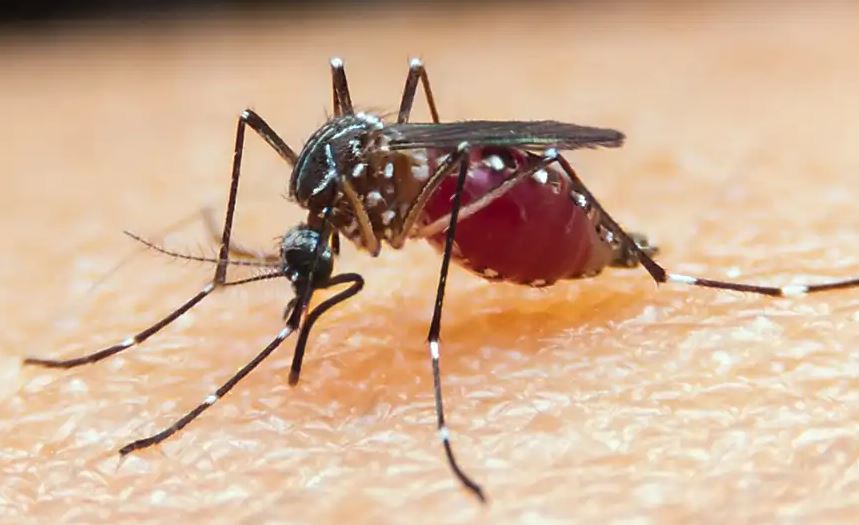 Malária no Amazonas aumenta 34% se comparado ao mesmo período de 2023