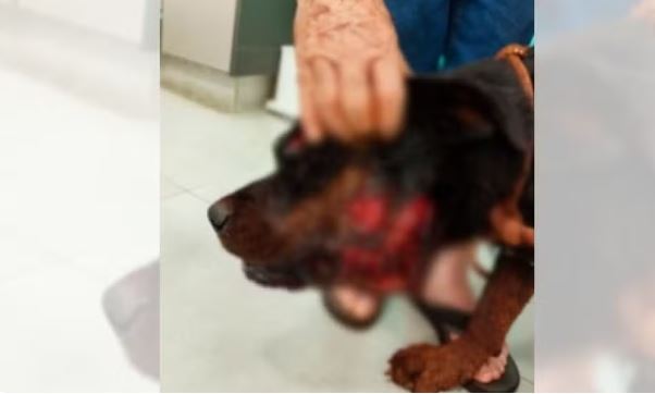 Onça mata pit bull e fere rottweiler em sítio