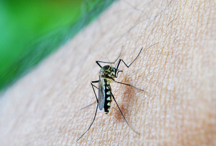 Com as chuvas de novembro o alerta é para o combate a dengue