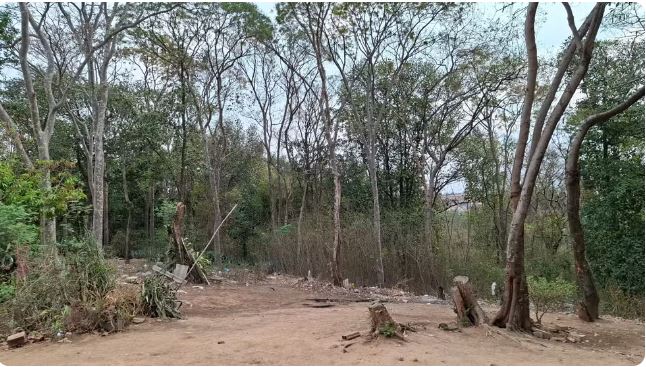 Homem morre atingido por galho ao tentar apagar fogo em mata