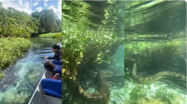 Turistas são surpreendidos por sucuri durante passeio de barco