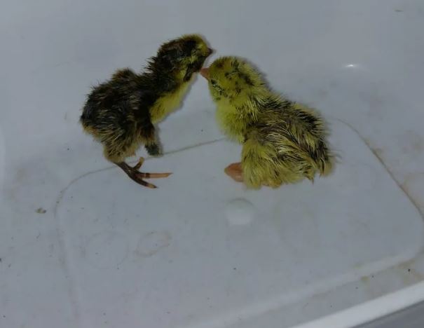 Vídeo: Calor intenso faz codornas nascerem em prateleira de supermercado