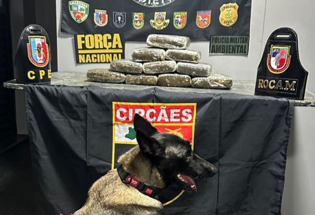 Cadela fareja 12 kg de skunk escondidos em ferryboat no Rio Solimões