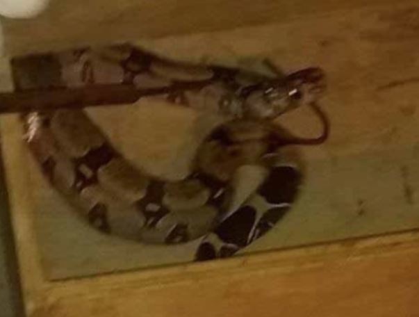 Homem abre janela de casa e se depara com cobra em Manaus