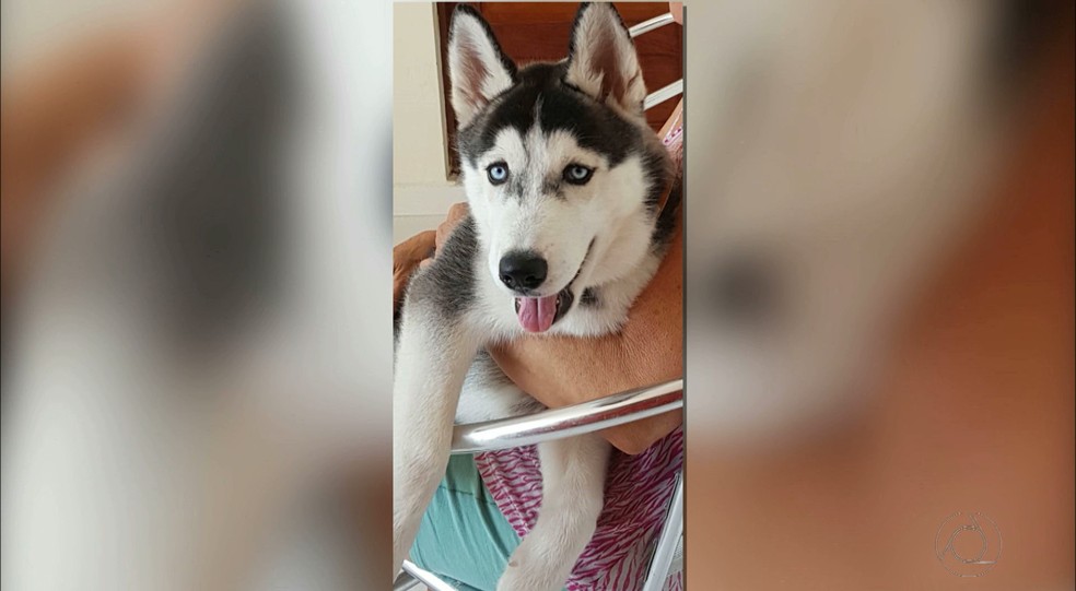 De boi a cachorro, aumenta em 46% número de roubos de animais em Manaus