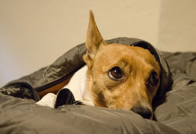 Universidade desenvolve método de castração não cirúrgica para cães e gatos