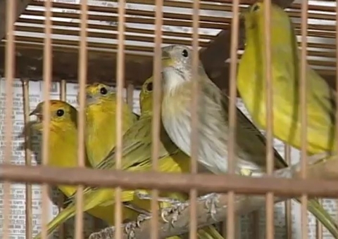 Flagrado com pássaros em cativeiro vai prestar serviços ambientais