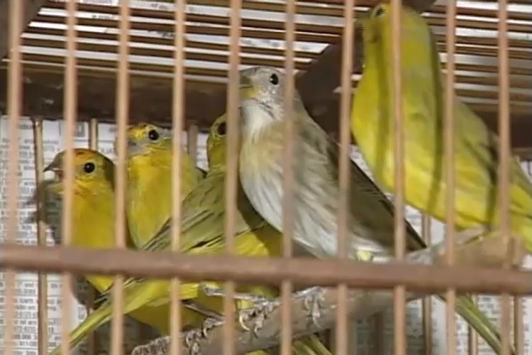 Flagrado com pássaros em cativeiro vai prestar serviços ambientais