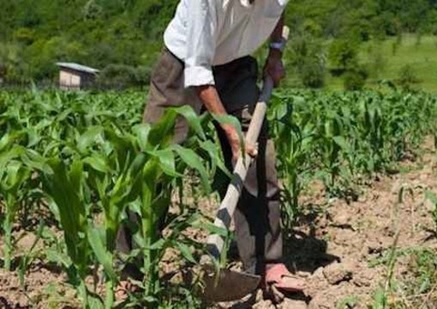 Aposentadoria rural por idade é negada por falta de comprovações