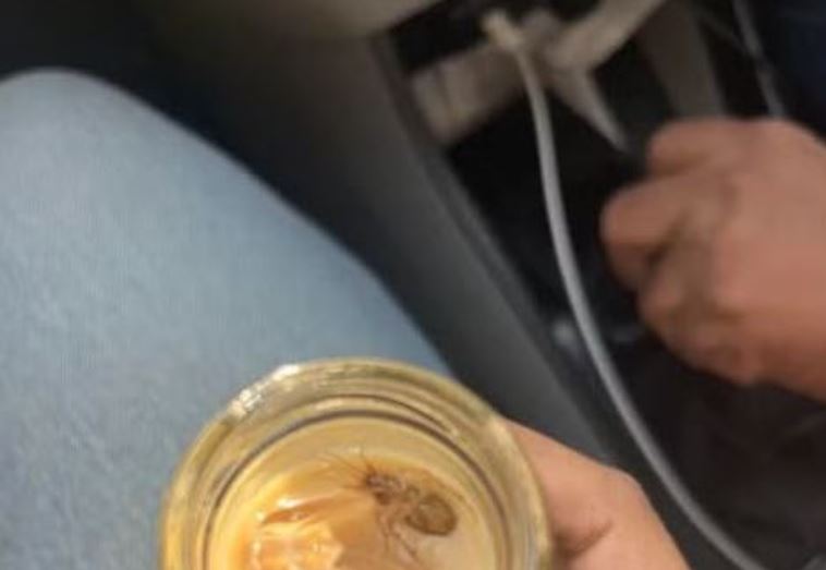 Cliente encontra barata em bebida e confunde inseto com grão de café