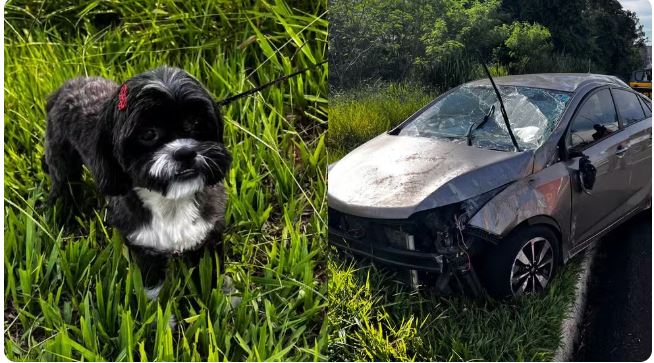 Cachorro pula no colo de motorista e causa capotamento com crianças