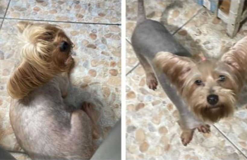 Casal de Yorkshire desaparece no Japiim e família oferece recompensa