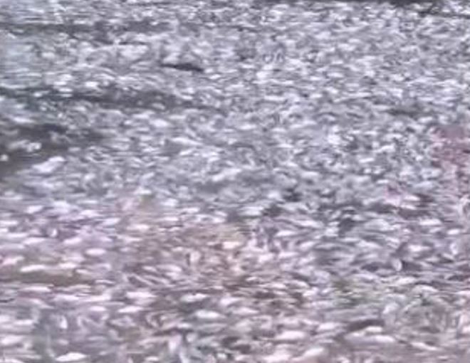 Centenas de peixes mortos são encontrados em lago de Manaus