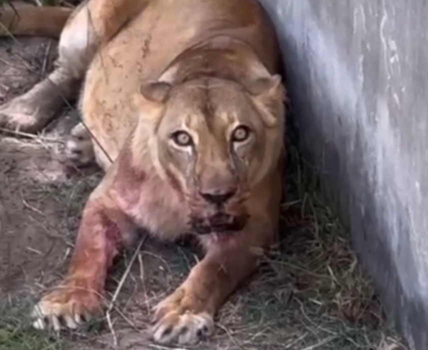 Leoa que atacou invasor ficou "em choque" e "estressada" após tragédia