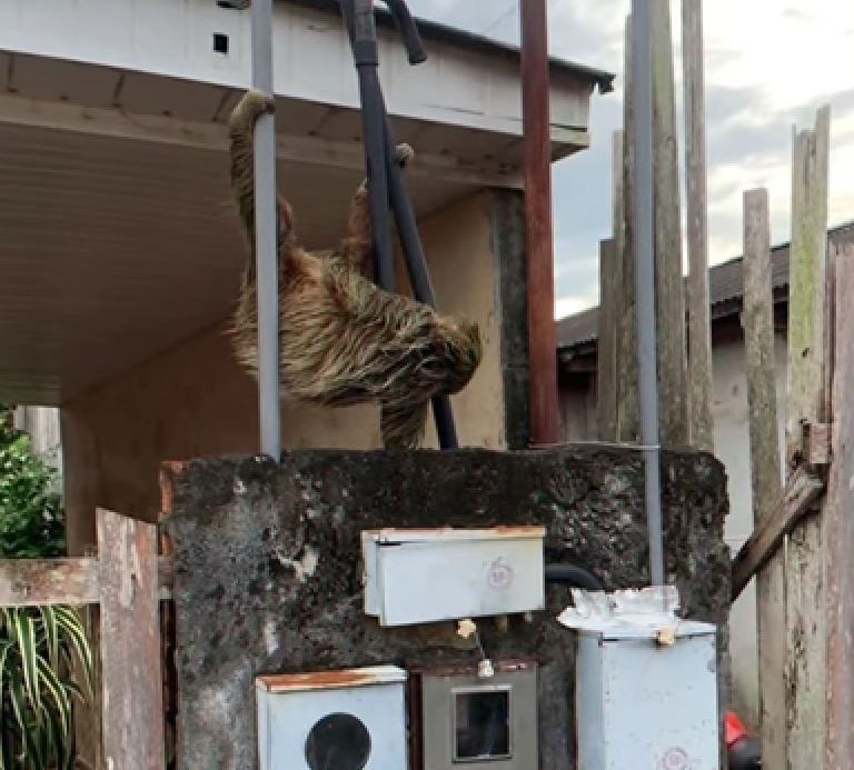 Bicho-preguiça é resgatado ao invadir terreno de casa no Amazonas 