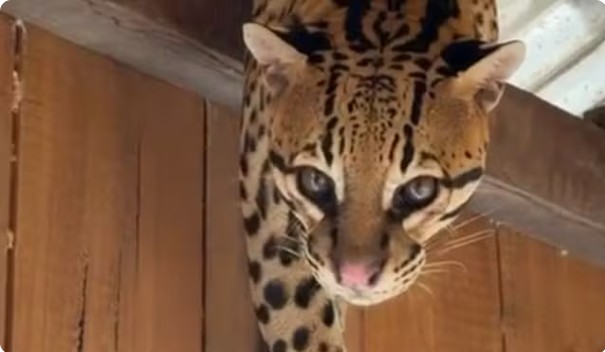 Jaguatirica "ilidada" surpreende moradores de flutuante no Amazonas