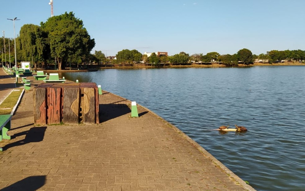 Bebê atacado por jacaré teve antebraço amputado