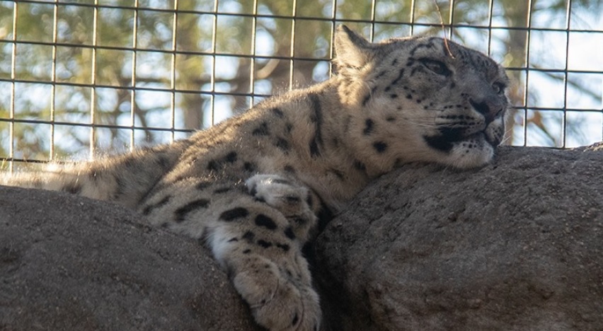 Três leopardos-das-neves morrem em zoológico por complicações da Covid