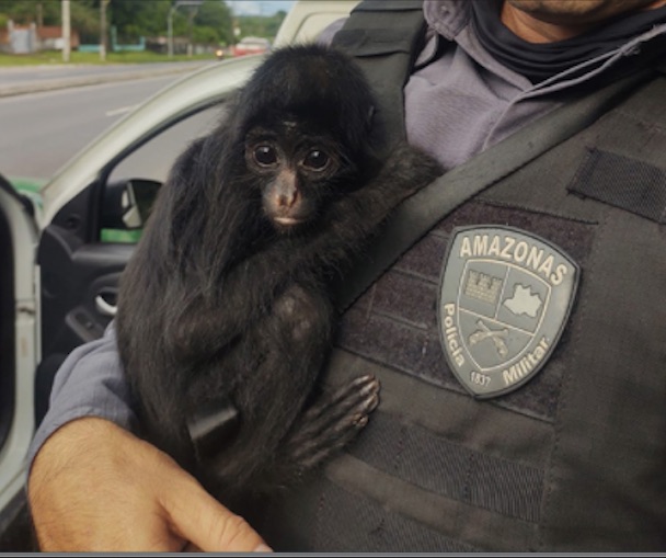 Macaco é resgatado após invadir casa em Manaus