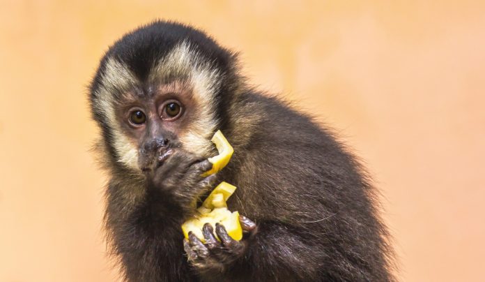Justiça concede guarda definitiva para tutora de macaco-prego