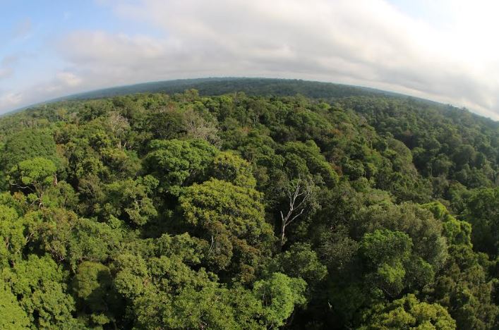 Amazonas registra queda de 40% no desmatamento em 2023, aponta Inpe