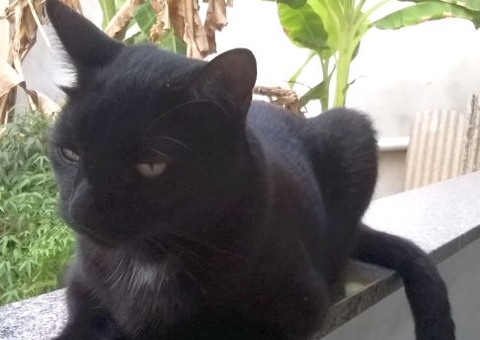 Maus-tratos a animais em petshops e clínicas veterinárias geram indenização