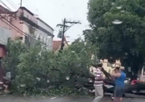 Árvore cai e fecha avenida no Centro de Manaus