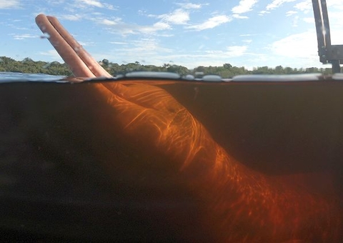 Inpa estuda ataque de vírus a botos do Amazonas