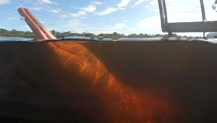 Inpa estuda ataque de vírus a botos do Amazonas