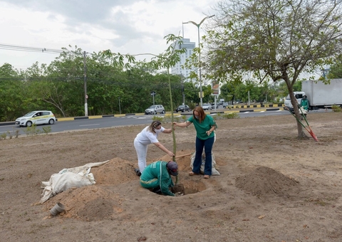 Sumaumeiras são plantadas como símbolo do ‘Dia da Árvore’ em Manaus 