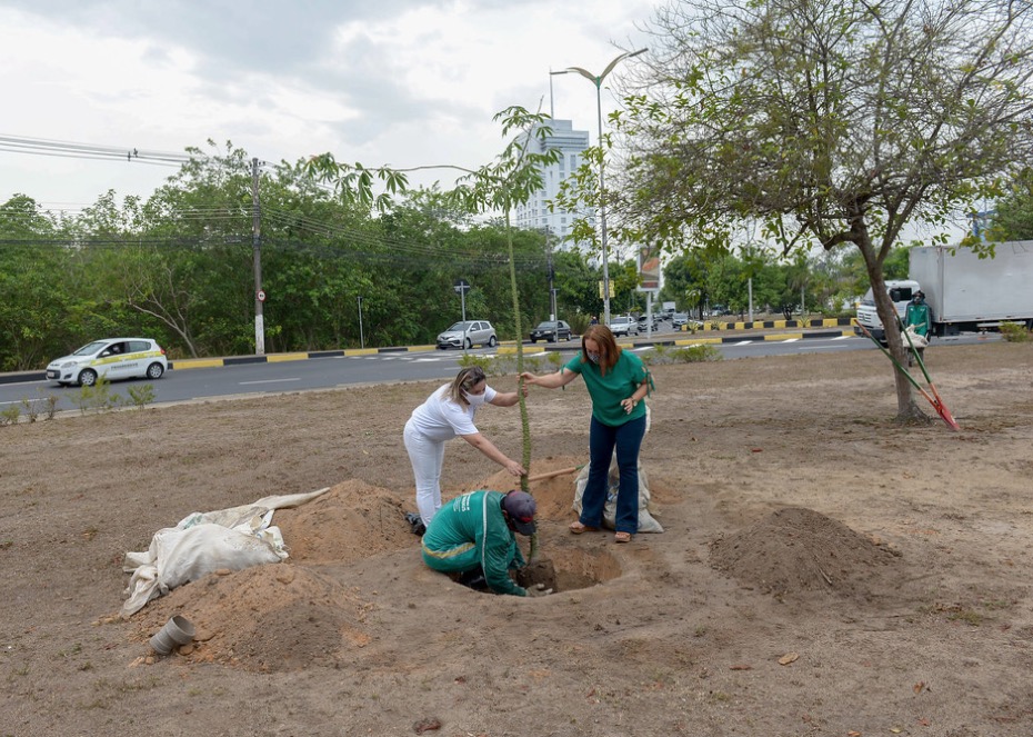 Sumaumeiras são plantadas como símbolo do ‘Dia da Árvore’ em Manaus 
