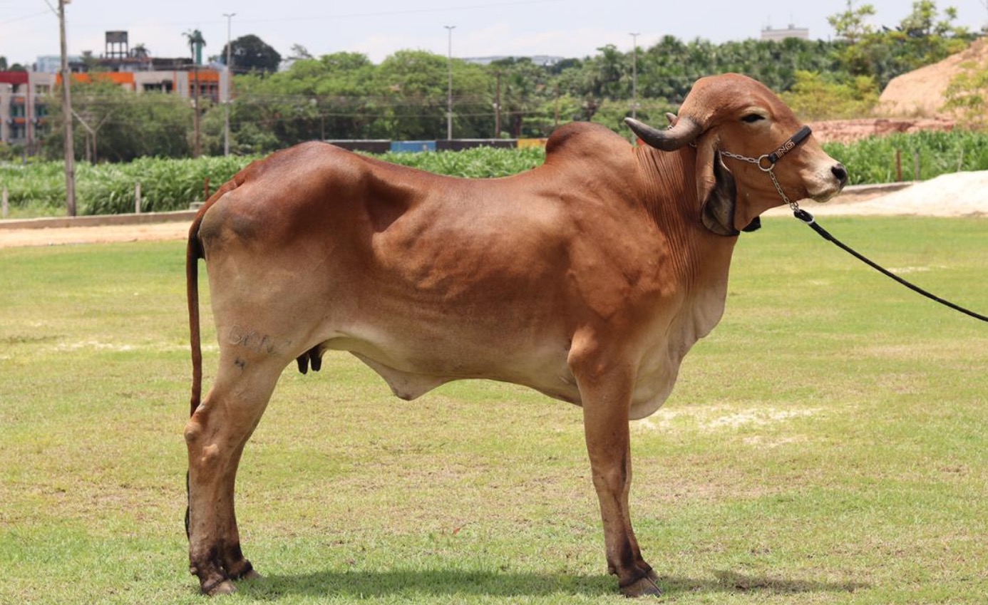 Concurso leiteiro é destaque na IV feira de agronegócios