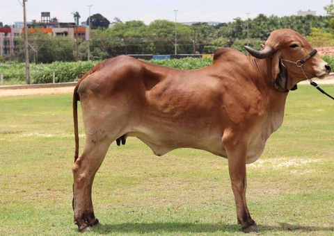 Concurso leiteiro é destaque na IV feira de agronegócios