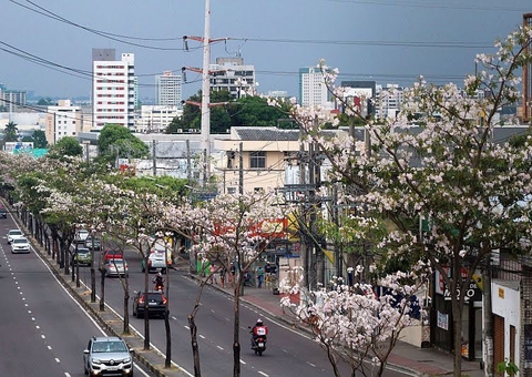 Coleta de sementes de ipês acontece na Djalma Batista, em Manaus