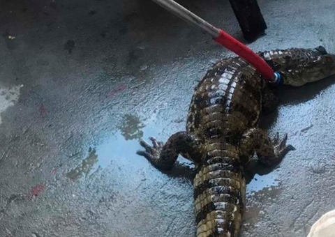 Polícia ambiental resgata jacaré em comunidade de Manaus