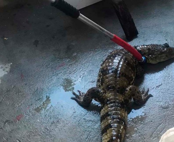 Polícia ambiental resgata jacaré em comunidade de Manaus