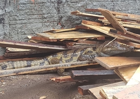 Vídeo: Jacaré visto em frente de casa em Manaus é devolvido para igarapé