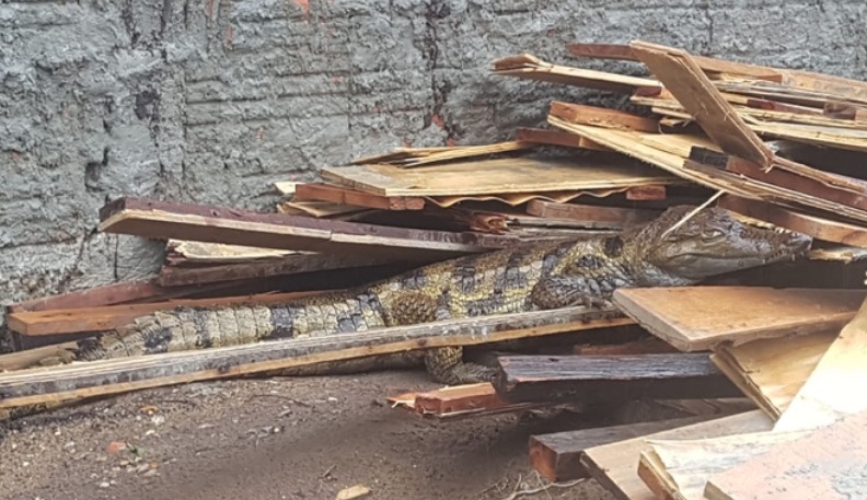 Vídeo: Jacaré visto em frente de casa em Manaus é devolvido para igarapé